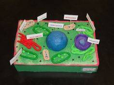 3d animal cell model styrofoam