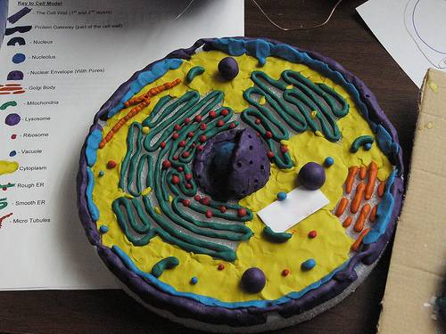 Can You Show Me Some Examples Of A Cell Model Project (Plants) And (Animals)?  - Blurtit