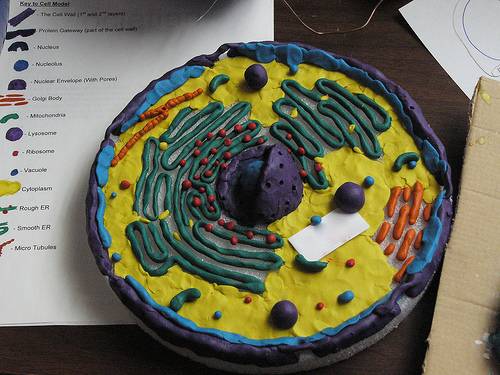 animal cell model project cake