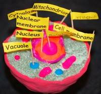 3d plant cell model project ideas