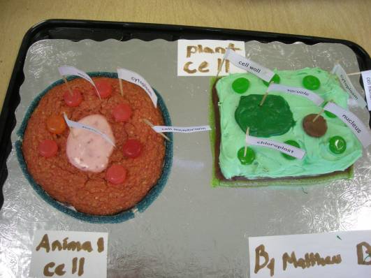 plant cell clay model labeled