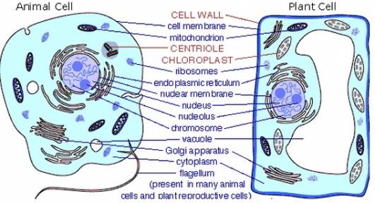 Can You Show Me Some Examples Of A Cell Model Project Plants And Animals Blurtit