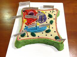 plant cell clay model labeled