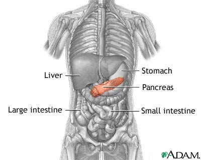 Where Is The Pancreas Located In The Human Body? - Blurtit